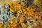 Chaenotheca ferruginea (Rustbrun knappenålslav)