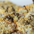 Chaenotheca ferruginea (Rustbrun knappenålslav)