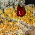 Chaenotheca ferruginea (Rustbrun knappenålslav) - K+rød