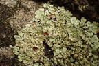 Flavoparmelia soredians (Flavoparmelia soredians)
