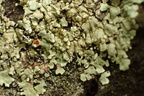 Flavoparmelia soredians (Flavoparmelia soredians)