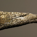 Lecanora circumborealis (Nordlig Kantskivelav)