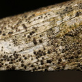 Lecanora circumborealis (Nordlig Kantskivelav)