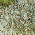 Lecanora subrugosa (Rødbrun kantskivelav)