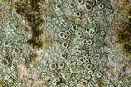 Lecanora subrugosa (Rødbrun kantskivelav)