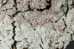 Lepraria rigidula (Lepraria rigidula)