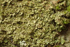 Melanohalea laciniatula (Småfliget skållav)