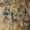 Pseudoschismatomma rufescens (Brun bogstavlav)
