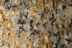 Pseudoschismatomma rufescens (Brun bogstavlav)