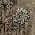 Parmelia sulcata (Rynket skållav)