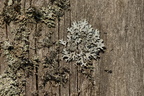 Parmelia sulcata (Rynket skållav)