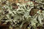 Parmotrema perlatum, Parmotrema chinense (Trådet skållav)
