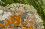 Ramalina siliquosa (Klippe-grenlav)