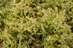 Hypnum jutlandicum (Hede-Cypresmos)