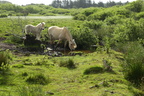 Græsning, Naturpleje med heste i Lønborg Hede