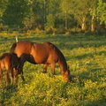 Hestegræsning på Øland