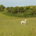 Naturpleje, græsning med får på Fyns Hoved
