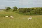 Naturpleje, græsning med får på Fyns Hoved