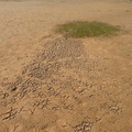 Tørkerevner i mudder ved Agger Tange