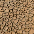 Tørkerevner i mudder ved Agger Tange