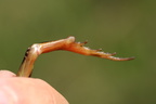 Spidssnudet frø (Rana arvalis)