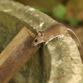 Halsbåndmus (Apodemus flavicollis)