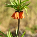 Fritillaria imperialis (Kejserkrone)