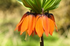 Fritillaria imperialis (Kejserkrone)