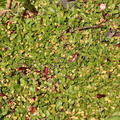 Leptinella minima (Trædebregne)