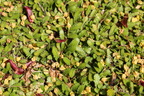 Leptinella minima (Trædebregne)