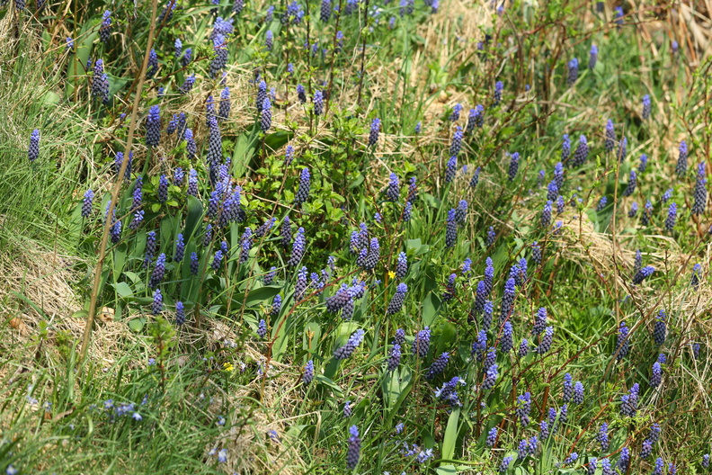 Muscari latifolium_Bredbladet perlehyacint_20042018_Herning_015.jpg