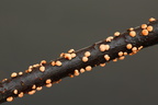 Almindelig cinnobersvamp (Nectria cinnabarina)