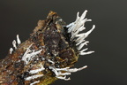 Grenet Stødsvamp (Xylaria hypoxylon)