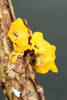 Gul Bævresvamp (Tremella mesenterica)