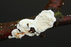 Læder-Åresvamp (Meruliopsis corium)