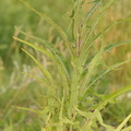 Sonchus palustris_Kaer-svinemaelk__05072016_Ejby_Sjaelland_005.JPG