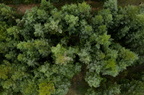 Harreskov Plantage - nåletræer