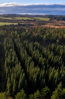 Præstbjerg Plantage - nåletræer