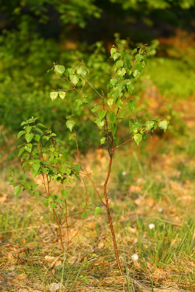 Betula pubescens_Dun-birk_19052018_Lillesoe_Silkeborg_003.jpg