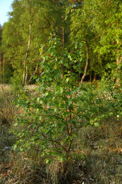 Betula pubescens_Dun-birk_19052018_Lillesoe_Silkeborg_005.jpg