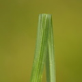 Carex demissa_Groen star_26052017_Randboel_Hede_015.jpg