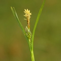 Carex demissa_Groen star_26052017_Randboel_Hede_021.jpg