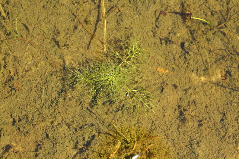Ceratophyllum submersum_Tornloes Hornblad_26052017_Randboel_055.jpg