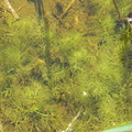 Ceratophyllum submersum_Tornloes Hornblad_26052017_Randboel_061.jpg
