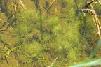 Ceratophyllum submersum (Tornløs Hornblad)