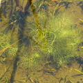Ceratophyllum submersum_Tornloes Hornblad_26052017_Randboel_062.jpg