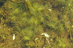Ceratophyllum submersum (Tornløs Hornblad)