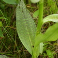 Dactylorhiza majalis ssp. integrata var. junialis (Ringplettet Gøgeurt)