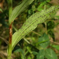 Dactylorhiza majalis ssp. integrata var. junialis (Ringplettet Gøgeurt)