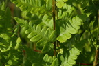 Dryopteris cristata (Butfinnet mangeløv)